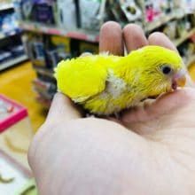 ダブルファクターのセキセインコ　イエロー　ヒナ　入舎！！