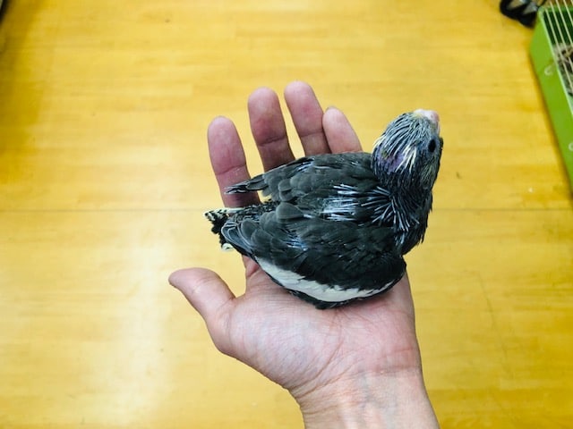 オカメインコ