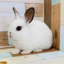 兄弟で入舎！ミニうさぎさん！②