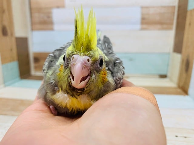 オカメインコ