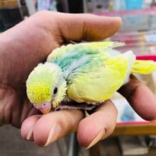 超レアカラーのセキセインコ　ヒナ　入舎！！