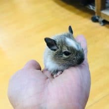 またまたデグーパイドの男の子入舎したよ！！