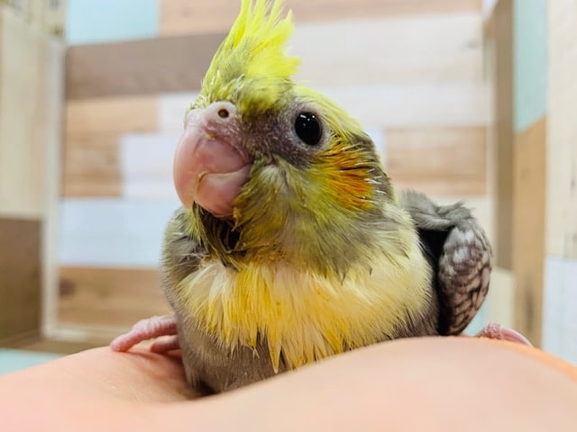 オカメインコ