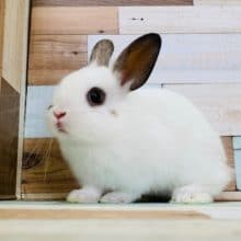 兄弟で入舎！ミニウサギさん♪