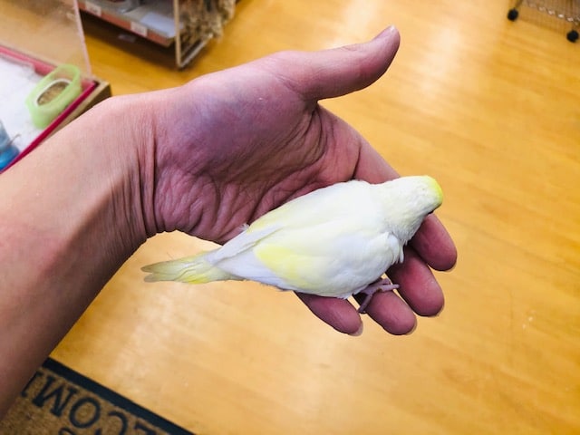 セキセイインコ