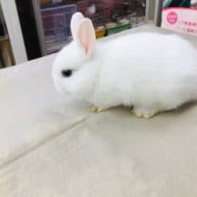 真っ白なミニウサギ　男の子　入舎しました。