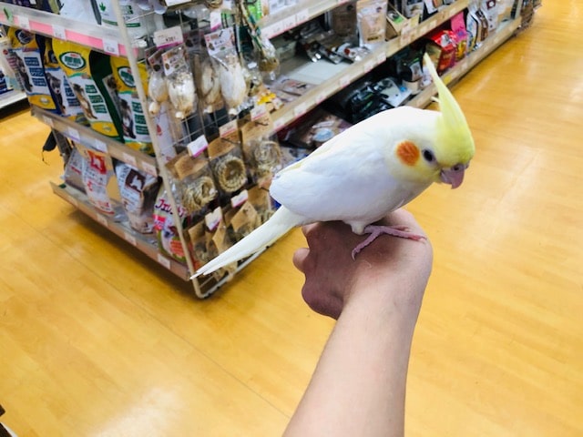 オカメインコ