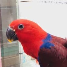 呼んだら来てくれます。　オオハナインコ　女の子　ベタ馴れ！！