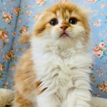 激かわスコティッシュフォールドが入舎！