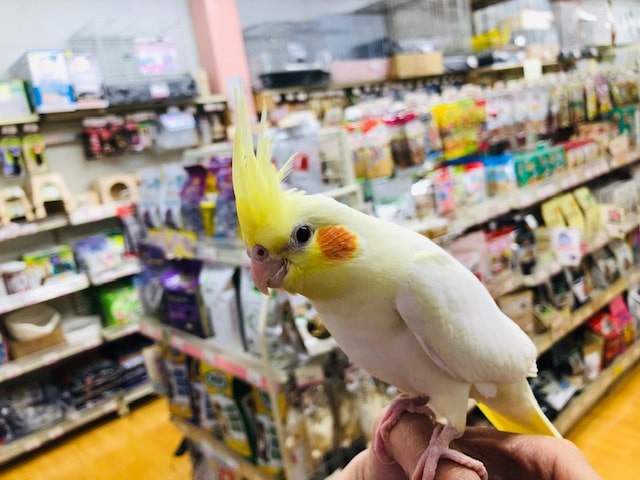 オカメインコ