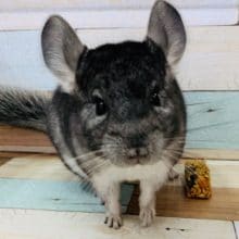 少し抱っこできます！チンチラさん♪