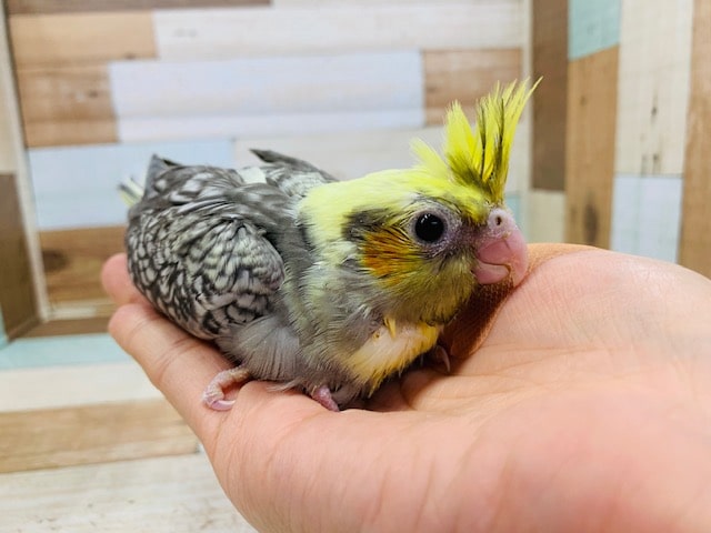 末っ子気質？！オカメインコパール！！