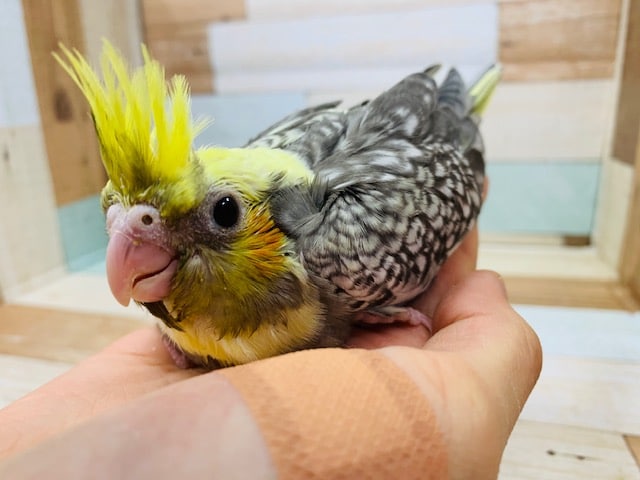 オカメインコ