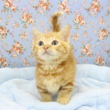 短い足が魅力☆マンチカン・男の子！
