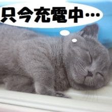 ぶりぶりブリティッシュショートヘア入舎！