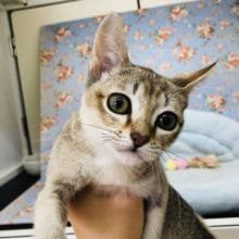 ちっちゃかわいい！シンガプーラくんが入舎♪　最新画像更新！