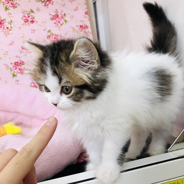 スコティッシュフォールド