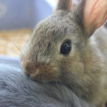 ネザーランドドワーフ　チェスナット入舎！