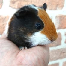 手乗りサイズ♪　イングリッシュモルモット