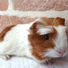 頭のつむじが目印です☆　クレステッドモルモット～