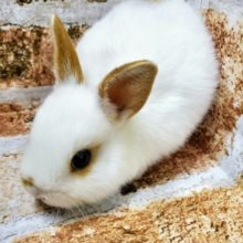 おもちみたい♪ネザーランド！