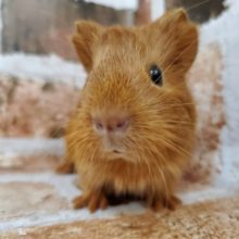 当店生まれ!!短毛モルモットちゃん