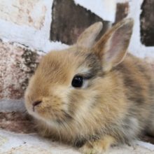 大人気！ドワーフラビットさん♪
