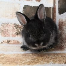 ドワーフラビットさん入荷♪