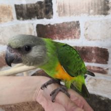 最新画像！！にぎころ～♡セネガルパロットさん♪