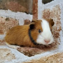 ちっこ!!!イングリッシュモルモット♪