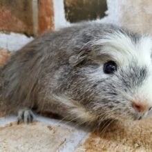 Ｙ！！クレステッドモルモット♪