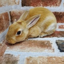 ふわふわ～ミニレッキス!!!