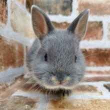 ブルーオター！ネザーランド！