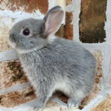 ブルーマーチン！ネザーランド！