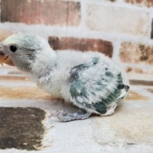 ブルーチェリー！小桜インコ