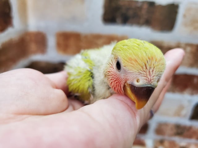 コザクラインコ（小桜インコ）