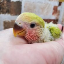 シナモン！？小桜インコ♪