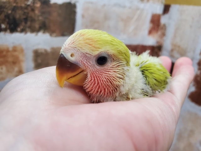 シナモン！？小桜インコ♪