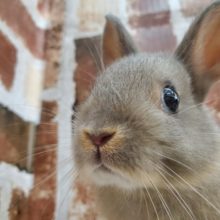 グレーがｷﾚｲ！ネザーランドドワーフ♪