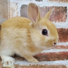 優しい色♪ネザーランドドワーフ！