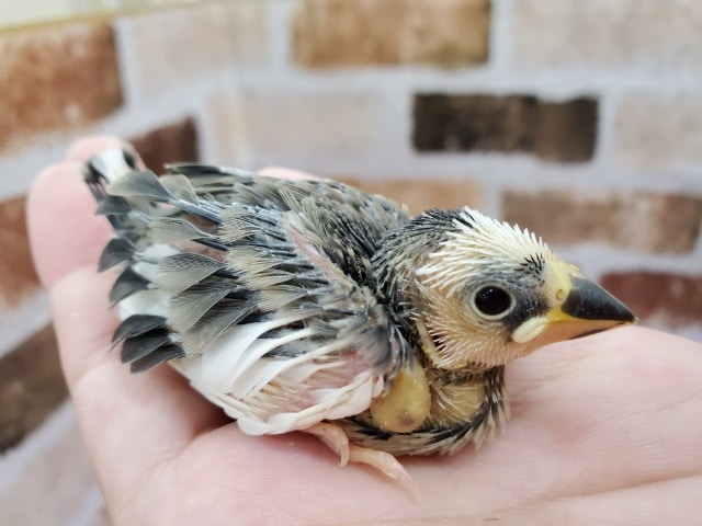 パンダ 桜文鳥 東京からもほど近い 千葉県 神奈川県 埼玉県で文鳥 ブンチョウ 桜文鳥 を販売するペットショップ