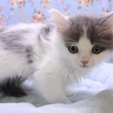 ハチワレが素敵!!サイベリアンの男のコ 2020.5/13撮影