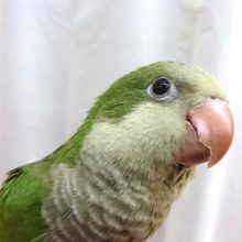 いつもゴキゲンな「オキナインコ」！