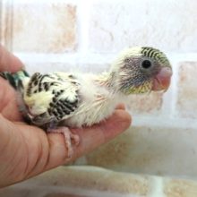 レアカラーでｺﾞｻﾞｲﾏｽ！　セキセイインコ「クリーム系ハルクイーン」～