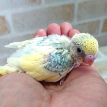 レインボーｘスパングルｘパイド　素敵なカラーです！セキセイインコ～