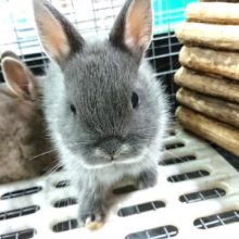 お尻が魅力？？ドワーフラビット（ブルーマーチン）～