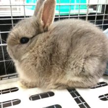 まるっこい「ドワーフラビット」（オパール）がやって来ました♪♪