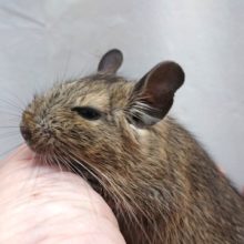 緊張、しないようです　デグー（ノーマル）～