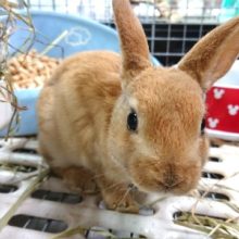 性格穏やか～手触り最高っ！　ミニレッキス（ラビット）やってきました♪