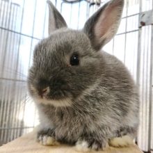 日向ぼっこ、好きかも　ドワーフラビット（シルバーマーチン）～